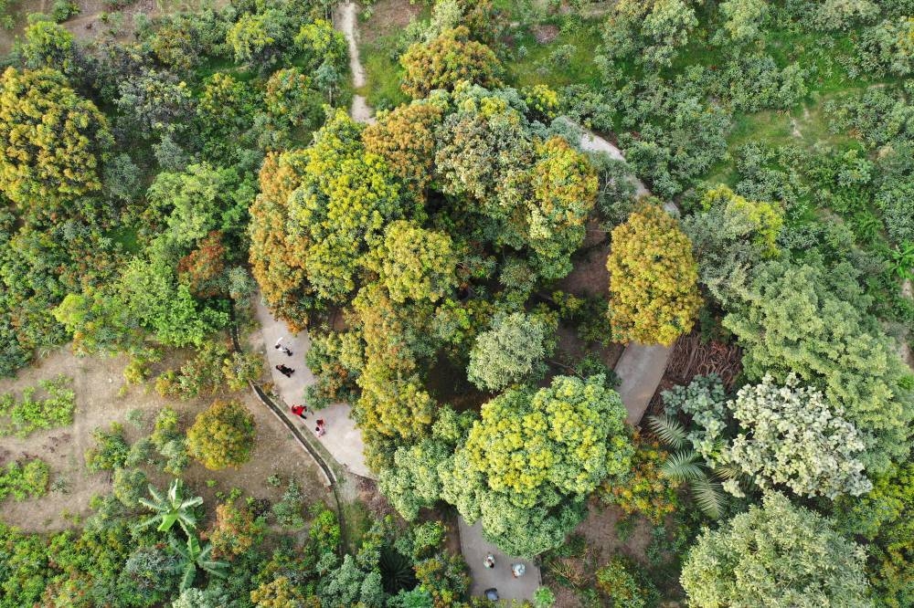 This aerial picture taken on June 20, 2022, shows a 120-year-old mango tree at Kaleem Ullah Khan's farm in Malihabad, some 30 kms from Lucknow. — AFP pic