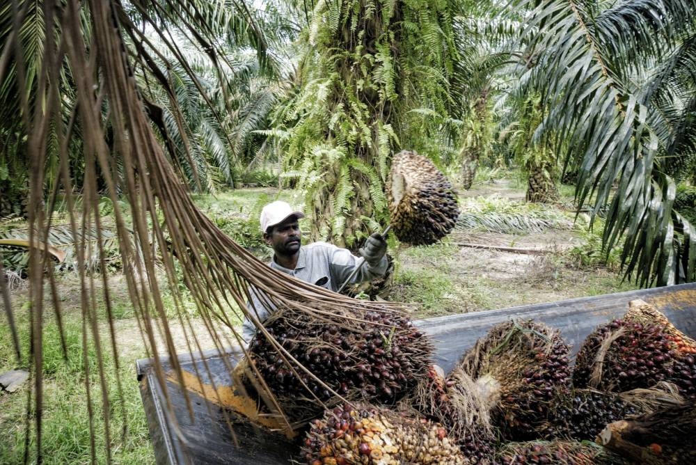 According to Zuraida, the CPO price rose by 55.9 per cent to RM6,330.00 per tonne during the January-June 2022 period from RM4,061.50 per tonne in the same period last year. — Picture by Shafwan Zaidon