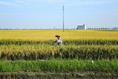 Agriculture Ministry assures Malaysia’s rice supply stable, enough to ...