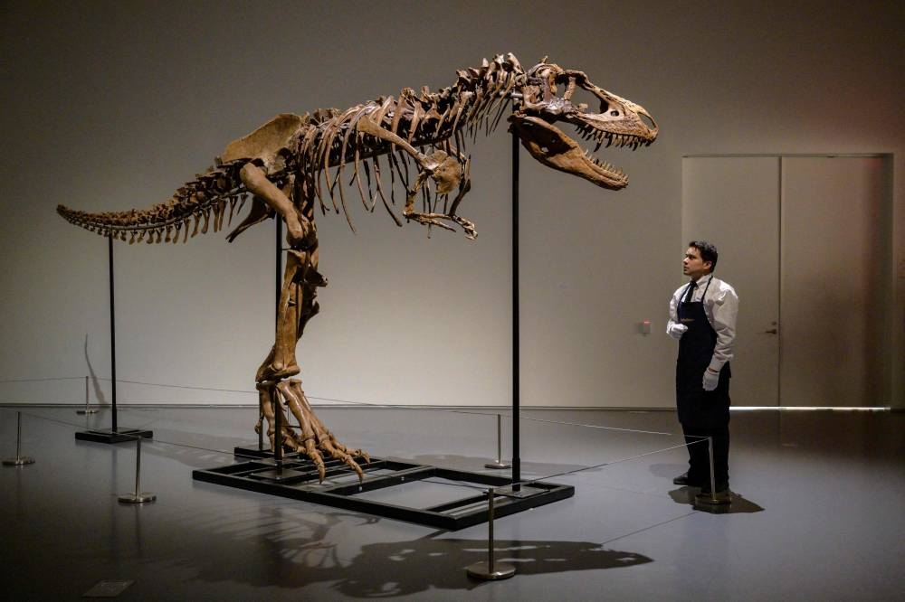 Gorgosaurus sells for US$6.1m at New York auction | Malay Mail