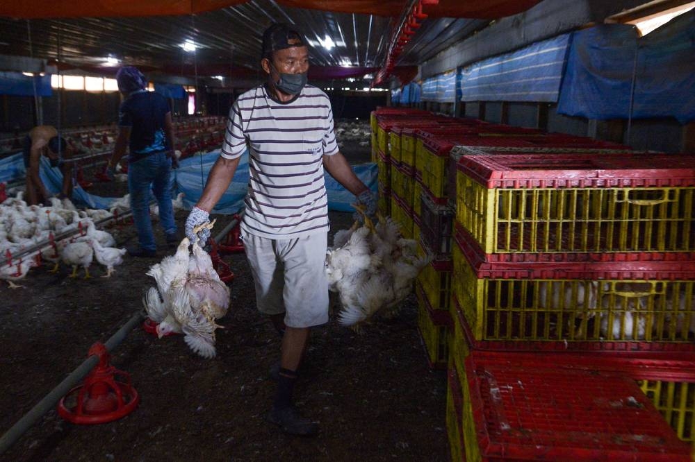 Poultry breeders say Singapore had imported 34 per cent of chicken or 3.6 million birds from Malaysia worth RM84.24 million in 2020. — Picture by Miera Zulyana