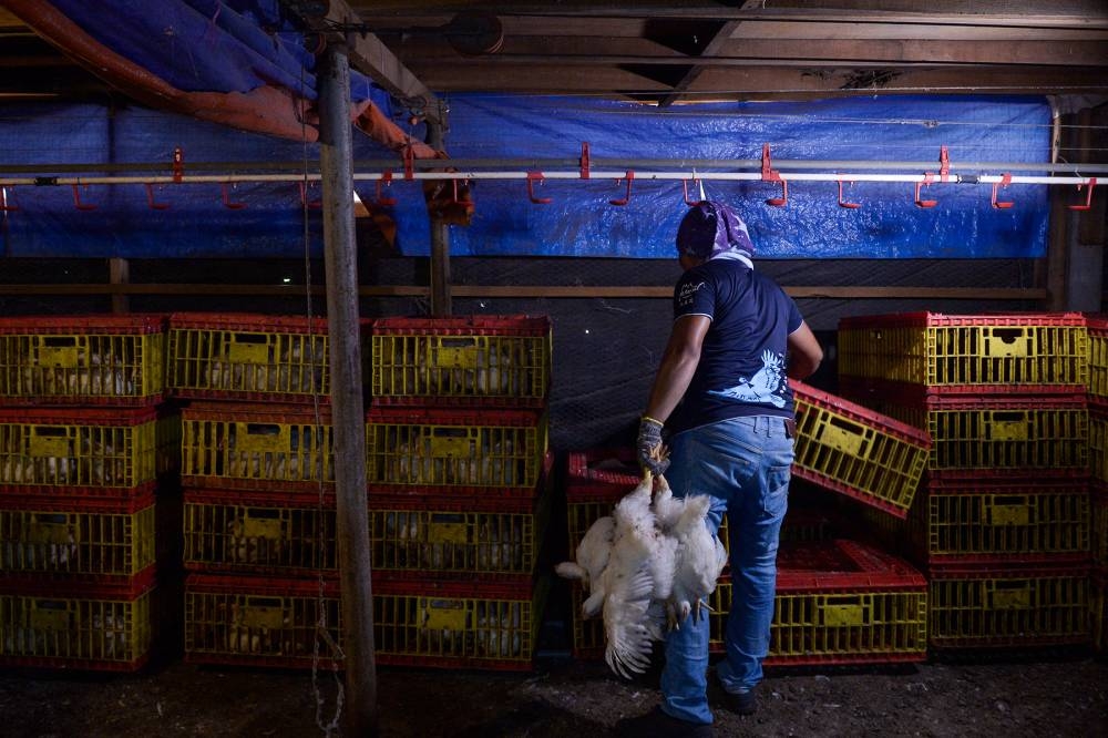 Farm workers carry broiler chickens at a poultry farm in Sepang on June 2, 2022. — Picture by Miera Zulyana