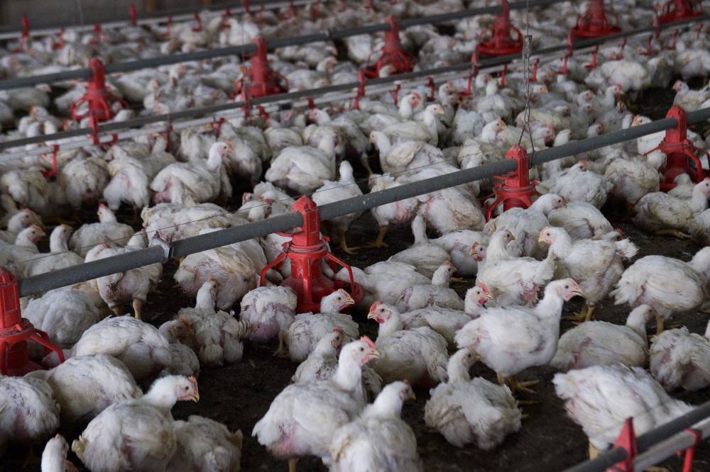 In May, Malaysia halted chicken exports due to a limited national supply and domestic price hikes. — Picture by Miera Zulyana