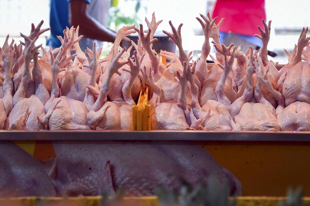 Annuar said the policy on the import and export of whole chickens would be maintained until JPV and DoSM have obtained more data. — Bernama pic