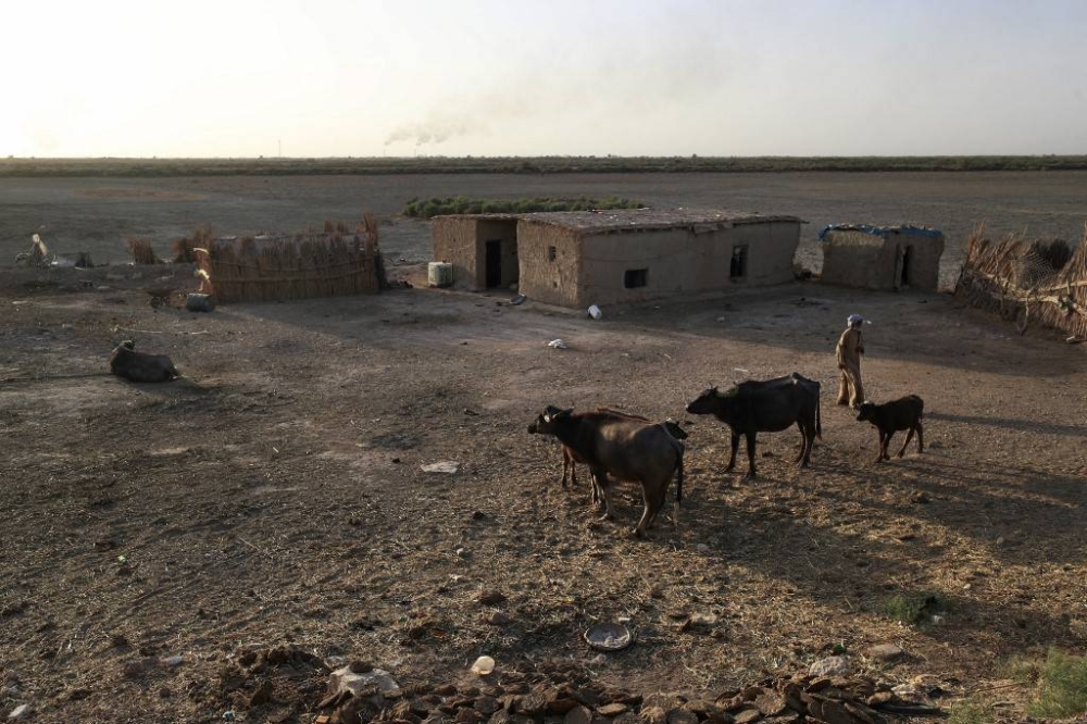 A man stands outside his home near water buffaloes in the Hawiza marsh near the city of al-Amarah in southern Iraq on July 27, 2022. — AFP pic