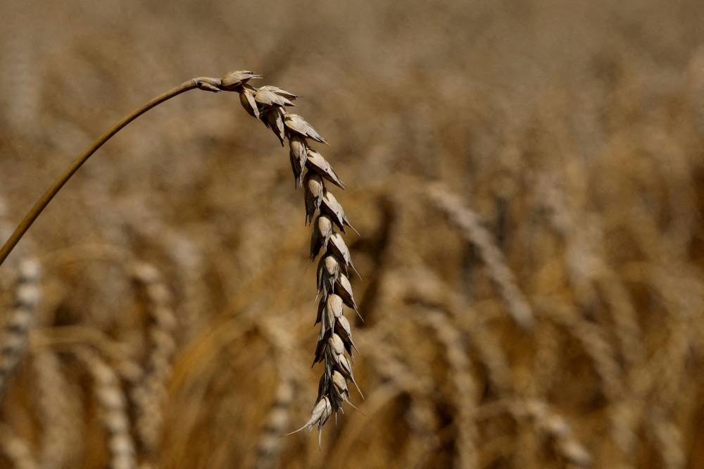 An ear of wheat is seen in a field in the village of Zhurivka, as Russia's attack on Ukraine continues, Ukraine July 23, 2022. — Reuters pic