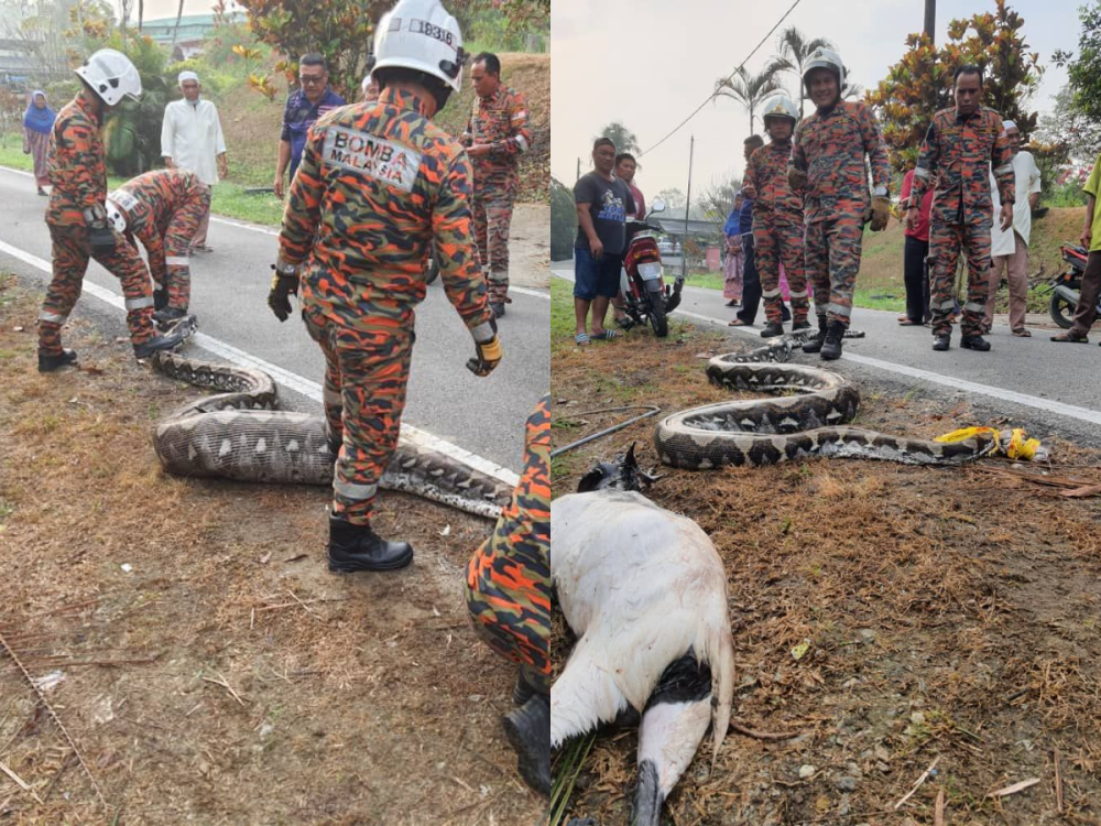 Johor Fire Dept nabs 80kg python after it swallows goat in Kulai ...