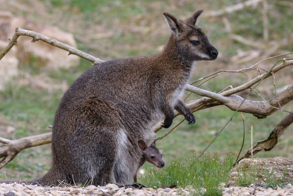 Australia lists small wallaby among new endangered species