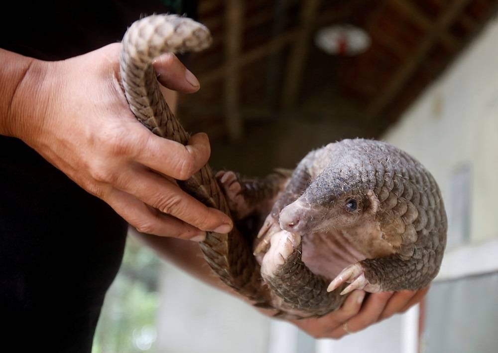 Teo Boon Ching specialises in the transportation of rhino horn, ivory and pangolins from Africa. It uses routes through Malaysia and Laos to reach customers in Vietnam and China, the Treasury Department statement said. — Reuters pic 