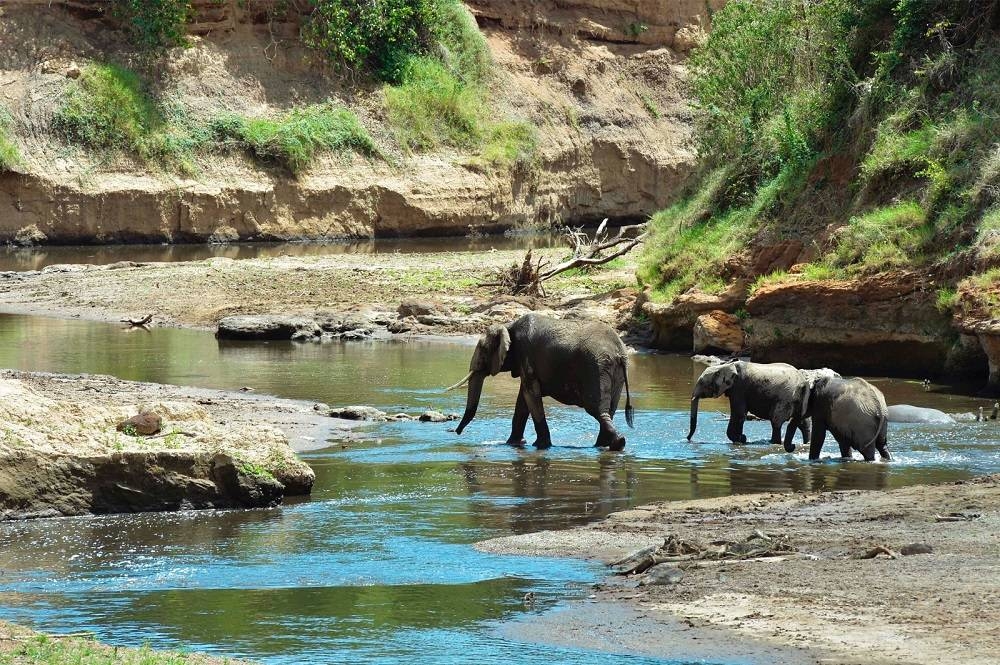 A WWF report found that the main drivers of wildlife loss are habitat degradation due to development and farming, exploitation, the introduction of invasive species, pollution, climate change and disease. ― AFP pic