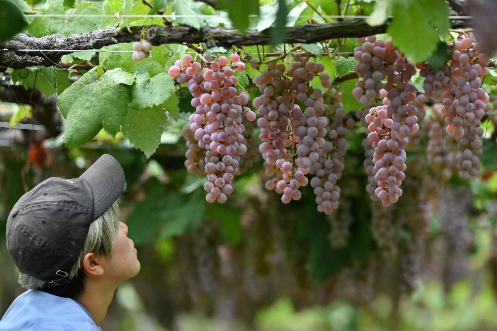 A worker looking at Koshu grapes during harvest time at a small vineyard in the city of Koshu. — AFP pic