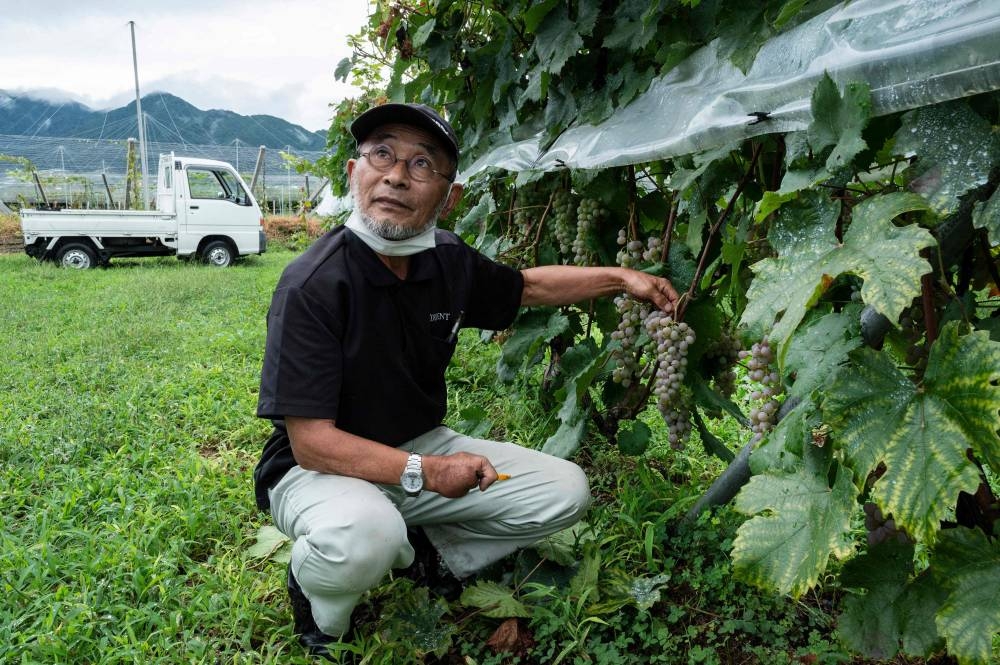 Takao Uchida, president of the L'Orient Shirayuri Winery, displaying some grapes at his vineyard in Katsunuma in the city of Koshu. — AFP pic