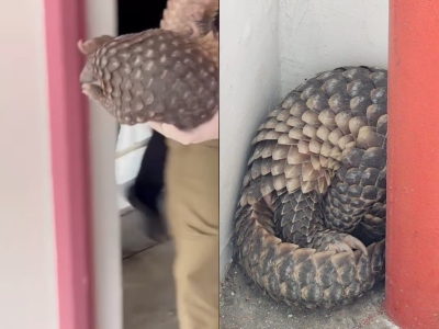 In Singapore, Critically Endangered Pangolin Spotted By Apartment ...