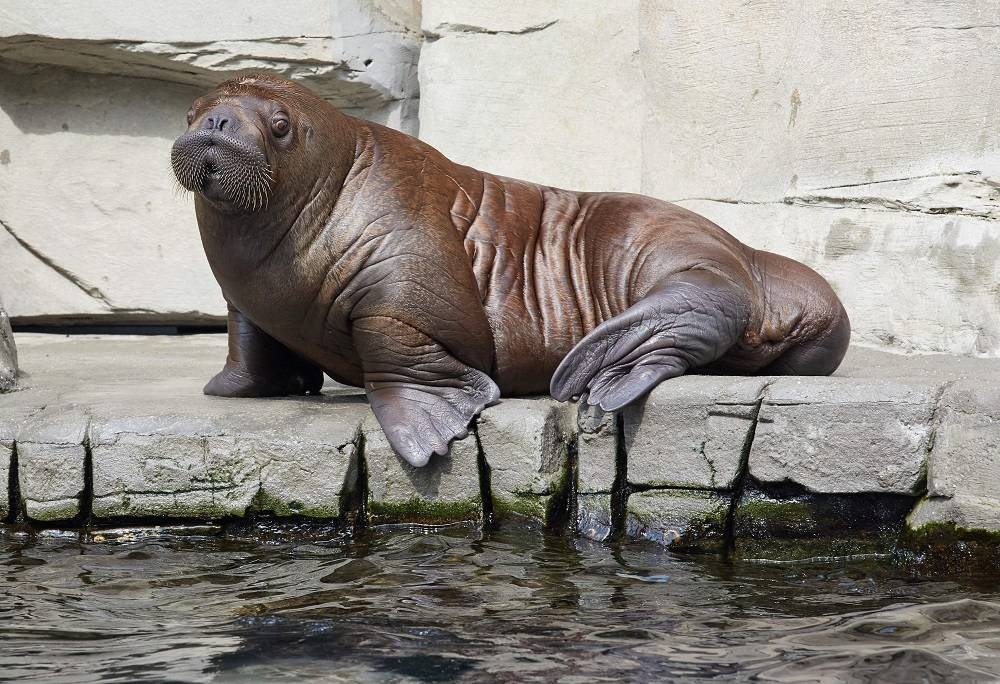 File photo of baby walrus taking a rest in his enclosure at the Tierpark Hagenbeck zoo in Hamburg, northern Germany, on August 2, 2019. — AFP pic