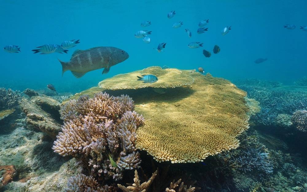 The oceans have absorbed most of the excess heat created by humanity’s greenhouse gas emissions and, along with forests, are important carbon sinks. — ETX Studio pic