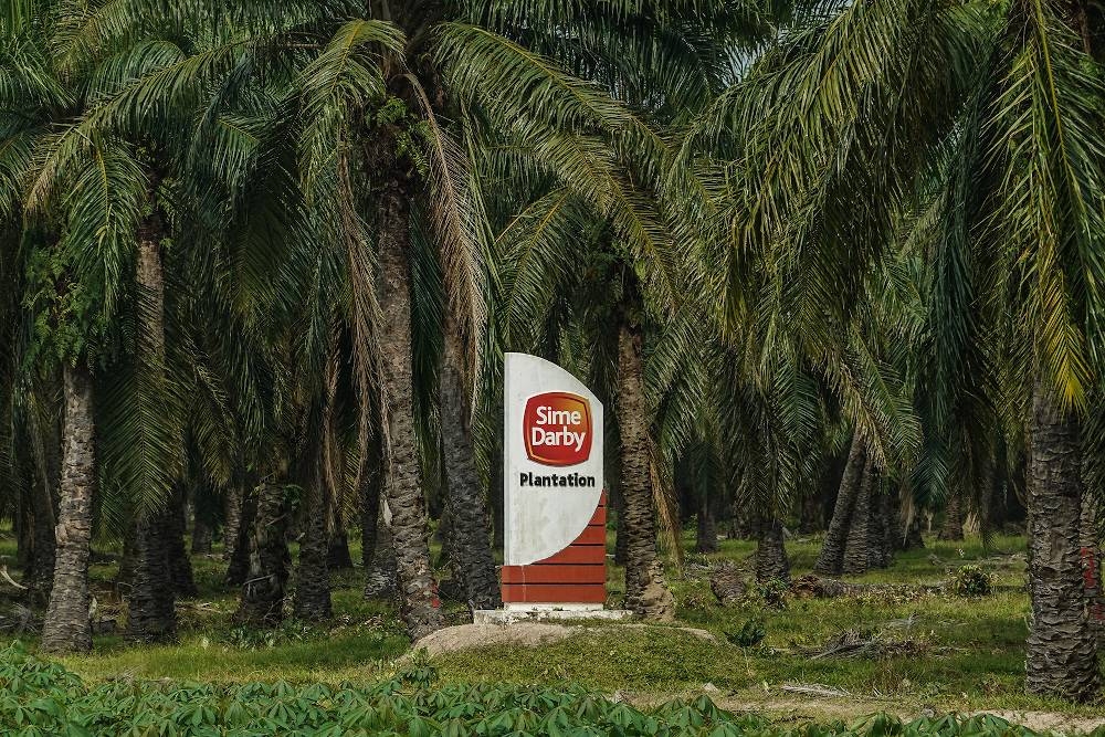 Sime Darby Plantation Bhd said it has submitted its action plan on the findings from an independent verification assessment to the Roundtable Sustainable Palm Oil (RSPO) ahead of schedule. ― Picture by Miera Zulyana