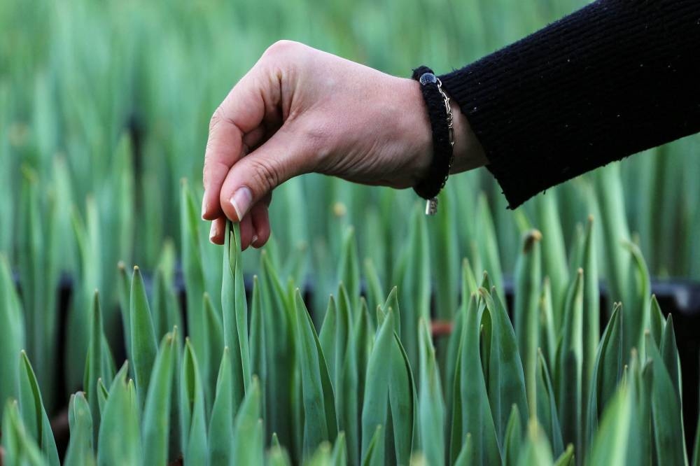 This photograph taken on December 7, 2022 shows tulips growing in a greenhouse heated with bitcoin miners near Amsterdam. — AFP pic