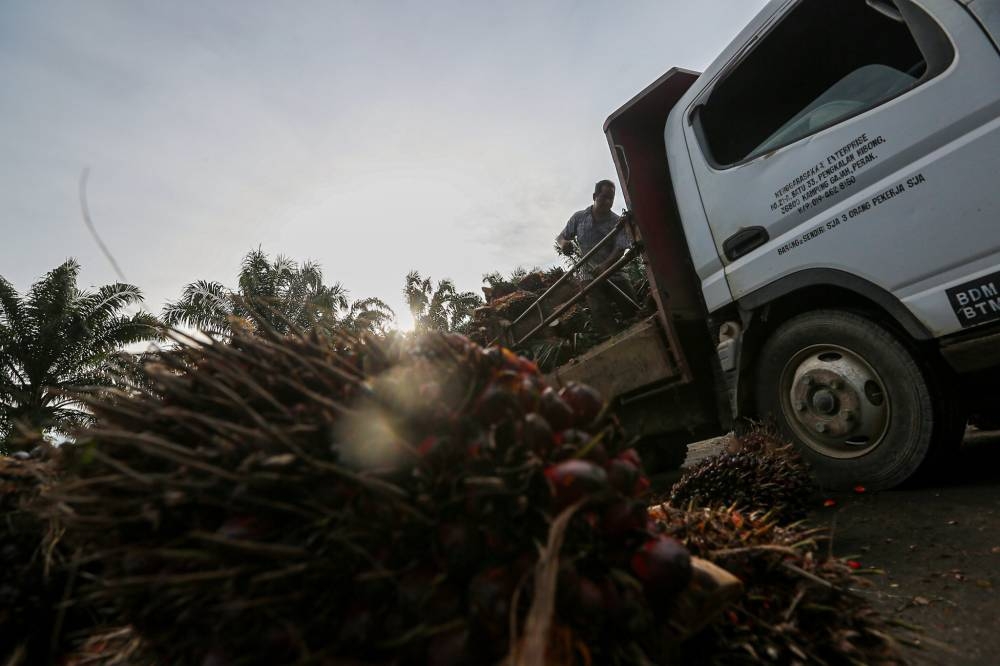 Plantation workers in Kampung Gajah loading the palm oil into the truck in Perak July 2, 2022. — Picture by Farhan Najib