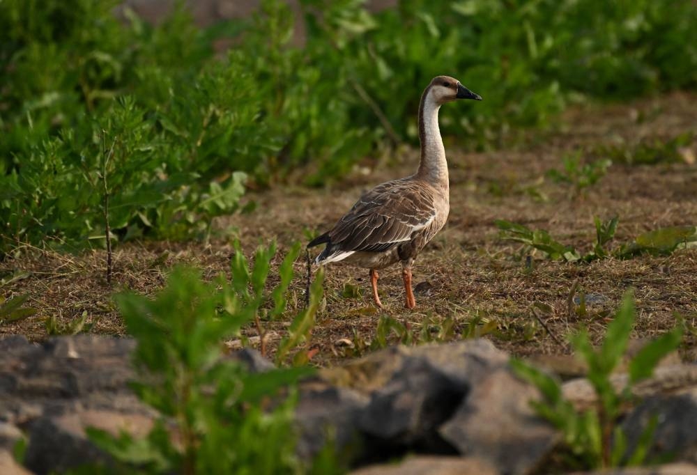 This photo taken on November 6, 2022, shows a migratory bird at the dried-up freshwater Poyang Lake in Juijiang, China's central Jiangxi province. — AFP pic