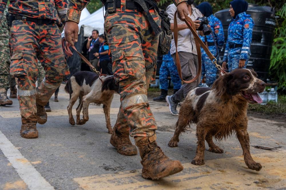 The rescue dogs at the Batang Kali landslide site have been praised for their work. — Picture by Shafwan Zaidon