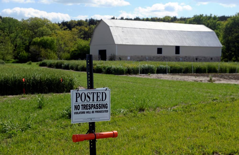 An old barn is surrounded by hybrid wheat test plots outside the bio-technology company Syngenta's research farm near Junction City, Kansas, U.S. May 4, 2017. — Reuters pic