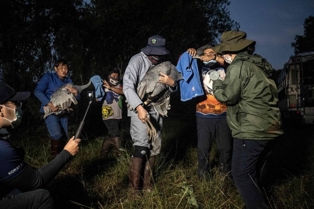 This photo taken on December 25, 2022 shows staff from the Zoological Park Organization taking the temperature of Eastern Sarus cranes that were captively-bred at Nakhon Ratchasima Zoo in preparation for their release at the Wetland and Sarus Crane Learning Center in the eastern Thai province of Buriram. — AFP pic