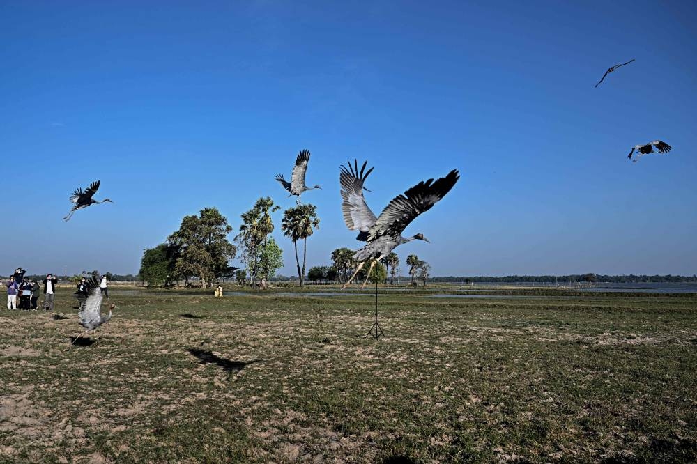 This photo taken on December 25, 2022 shows Eastern Sarus cranes that were captively-bred at Nakhon Ratchasima Zoo flying away after being released at Huai Chorakhe Mak reservoir in the eastern Thai province of Buriram. — AFP pic