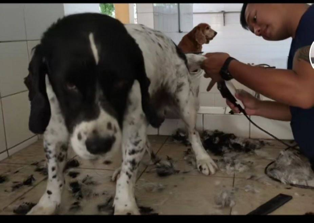 Grouse from the Batang Kali SAR K-9 dog detection unit getting its fur trimmed by the handler. — Screenshot via TikTok/ @ipie_ngaranku