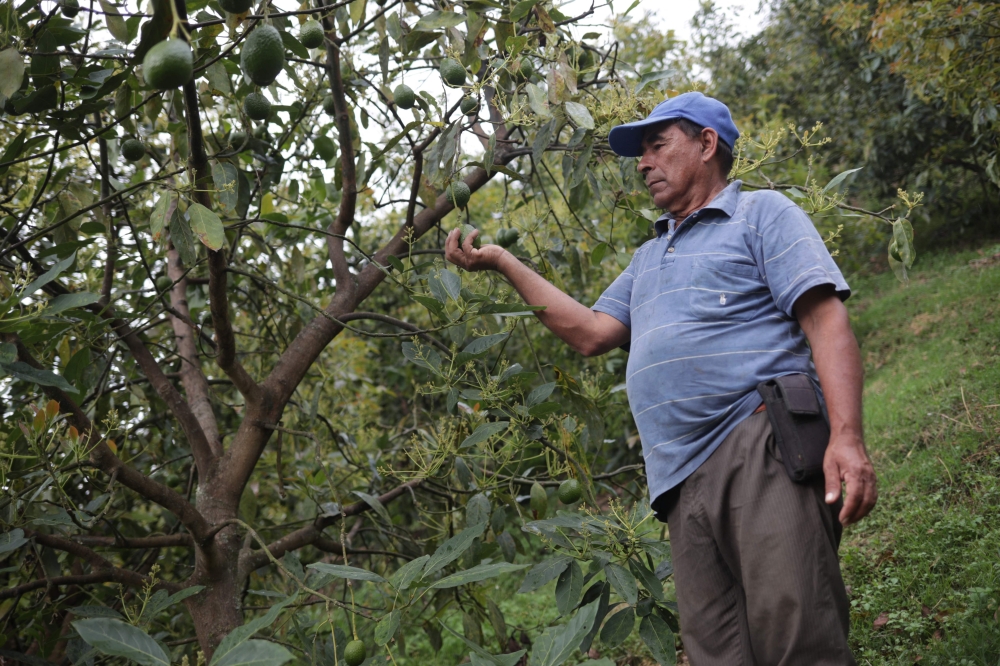 Coffee grower José Hernلndez holds an avocado produced in a neighbouring farm, in Pijao, Quindo Department, Colombia, on February 8, 2023. ― AFP pic