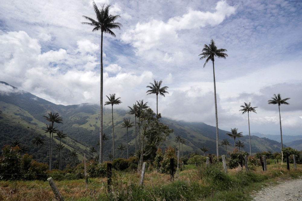 Palma de Cera palm trees, Quindio wax palm, Colombia’s national tree, which are threatened by the growing of avocado, are seen next to an avocado plantation near Pijao, Quindo Department, Colombia, on February 8, 2023. ― AFP pic