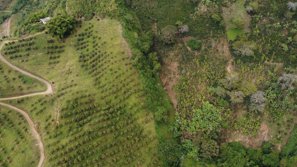 Aerial view showing the farm of coffee grower José Hernandez (right), which suffers from the effects of growing avocado trees (left), in Pijao, Quindo Department, Colombia, taken on February 8, 2023. ― AFP pic