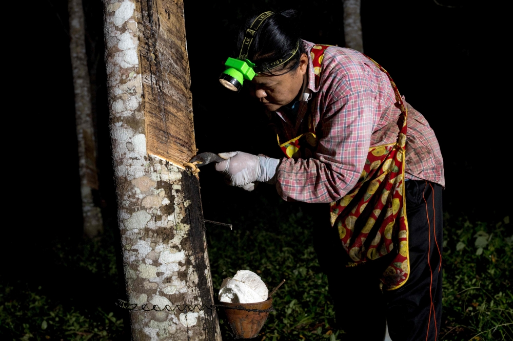 In this file photo taken on January 17, 2023 rubber tapper Wanida Hityim, 41, makes an incision on a rubber tree as she collects latex in the early hours of the morning at her plantation in Thailand's southern Surat Thani province. — AFP pic