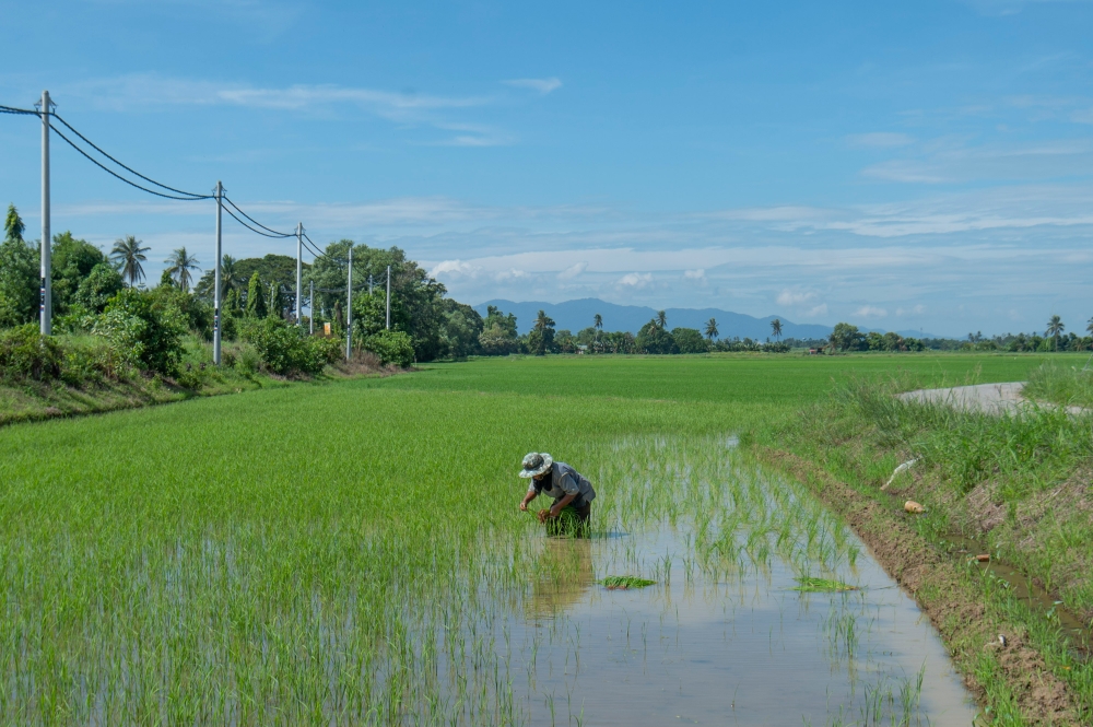 Farming is not as easy as planting a few seeds, seeing them grow and bringing them to market. It takes time and expertise, with a lot of investment involved. — Picture by Shafwan Zaidon