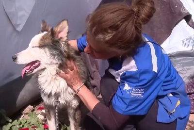 Siberian Husky Found Alive Under The Rubble 23 Days After Earthquake 