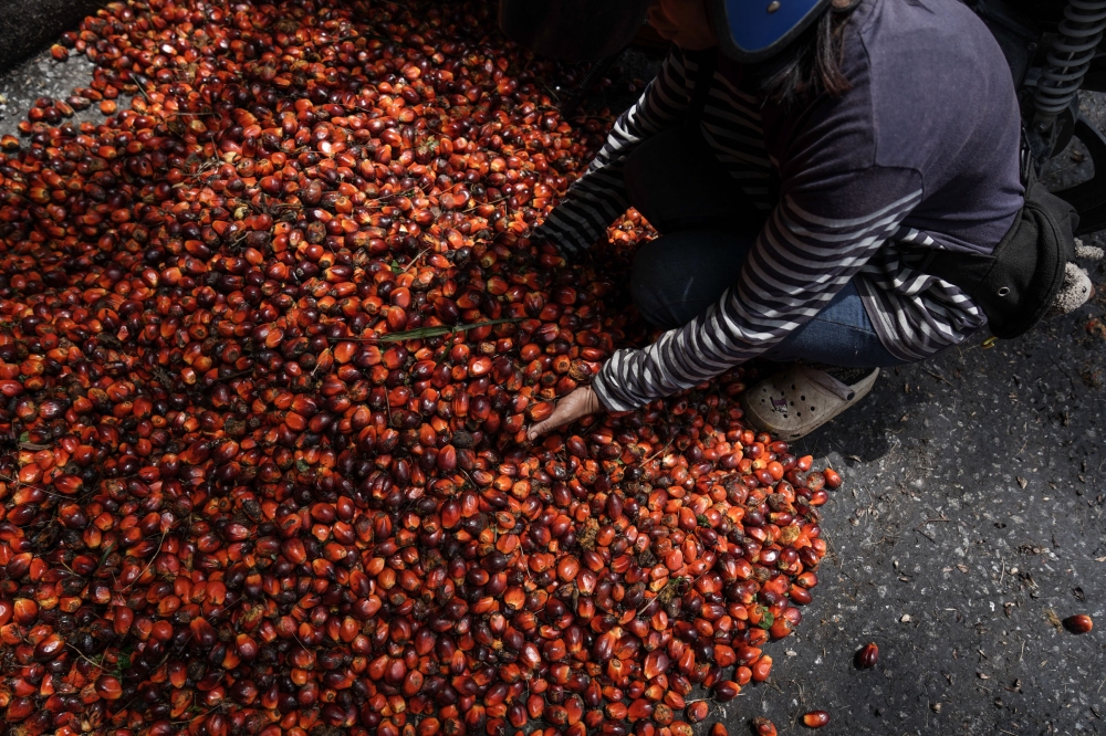 In the second biggest producer Malaysia, where production last year was 18.45 million tonnes, Fry said output had started to plateau because replanting of unproductive oil palm trees had slowed down. — Picture by Ahmad Zamzahuri