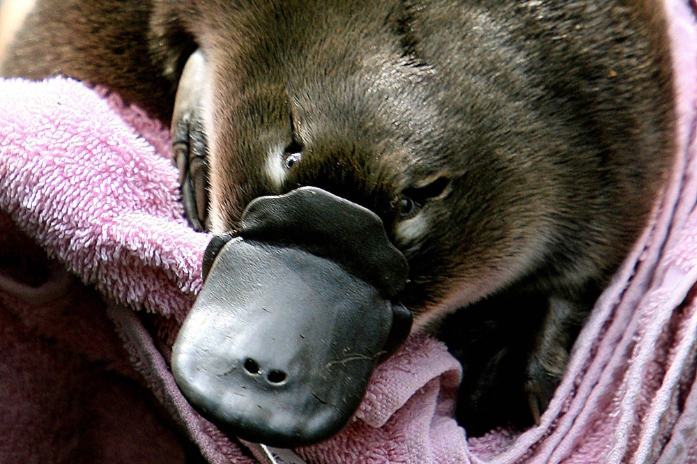 Australian police launched a public appeal after the 26-year-old man, accompanied by a woman, was spotted on a suburban train with a wild platypus swaddled in a towel. — AFP file pic