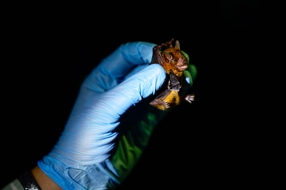 Researcher Omar Garcia works with a bat (Sturnira lilium) for zoonoses prevention studies at a ranch in El Corral community in Tzucacab, Yucatan state, Mexico on March 29, 2023. — AFP pic