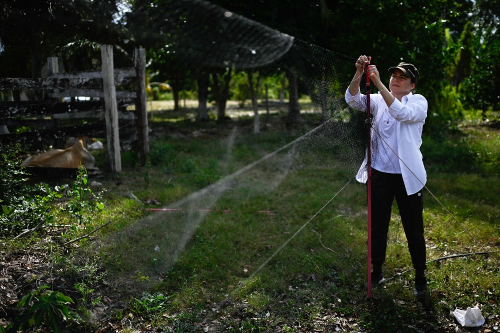 Researcher Audrey Arnal sets a trap to capture bats for zoonoses prevention studies at a ranch in El Corral community in Tzucacab, Yucatan state, Mexico on March 29, 2023. — AFP pic