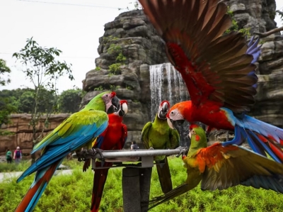 Opening May 8, Bird Paradise at Mandai to entice visitors with kid