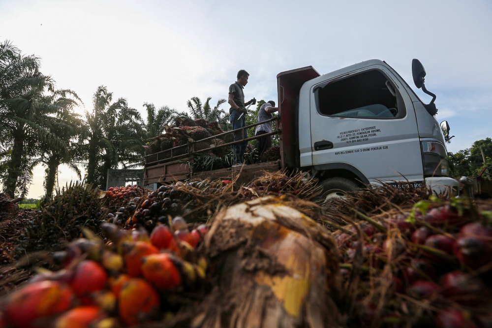 Malaysia and China can now work together to jointly promote the supply chain stability of palm oil in both countries as well as the Malaysian sustainable palm oil (MSPO) Certification for food, non-food, biofuel, and feed applications in China. — Picture by Farhan Najib