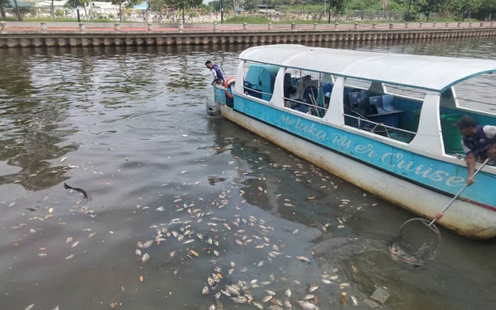 Perbadanan Pembangunan Sungai dan Pantai Melaka (PPSPM) staff clean up dead fish in Sungai Mealak April 24, 2023. — Picture courtesy of PPSPM