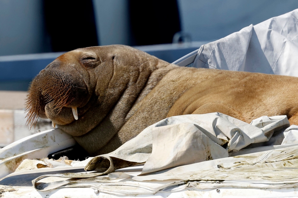 This file photo taken on July 19, 2022 shows young female walrus nicknamed Freya resting on a boat in Frognerkilen, Oslo Fjord. — Tor Erik Schrّder/NTB/AFP pic