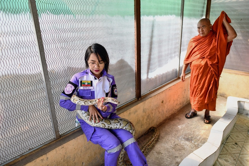 ‘I love snakes because they are not deceitful,’ Shwe Lei told AFP at the snake shelter run by the group, a python entwined around her body. — AFP pic