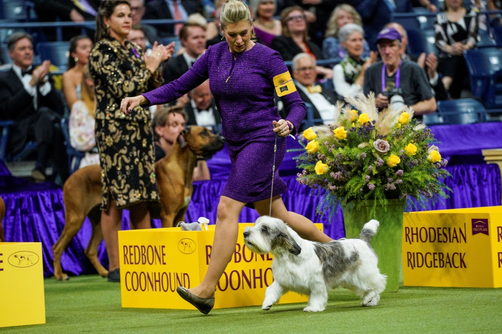 Buddy, a Petit Basset Griffon Vendeen, handled by Janice Hayes competes to win the Hound group during the 147th Westminster Kennel Club Dog Show at the USTA Billie Jean King National Tennis Centre in New York May 8, 2023. — Reuters pic