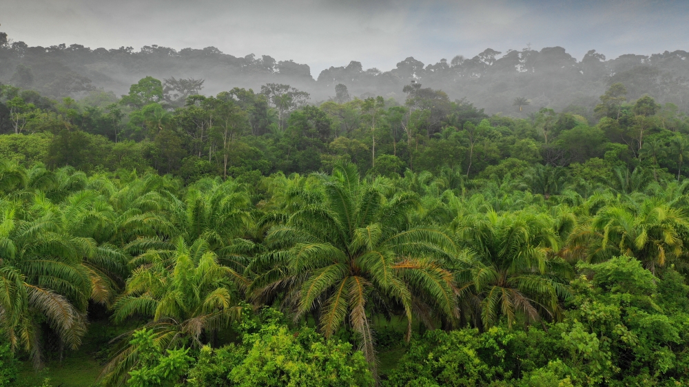 The government has taken steps to ensure that palm oil production does not affect the environment and wildlife. — Picture courtesy of MPOGCF