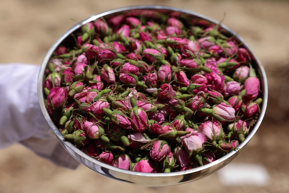 The oil derived from the famed Damask rose --- named after the ancient city of Damascus located just across the mountain range separating Lebanon and Syria -- is a staple of perfumers. — AFP pic