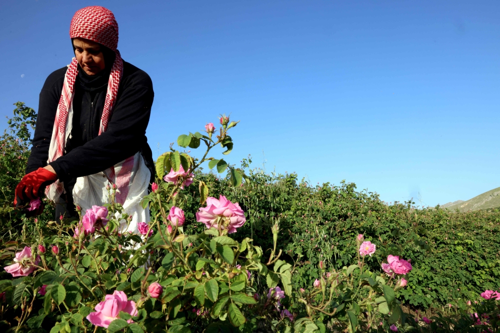 A Lebanese villager harvests Damask roses at an agricultural field in the village of Ksarnaba. — AFP pic