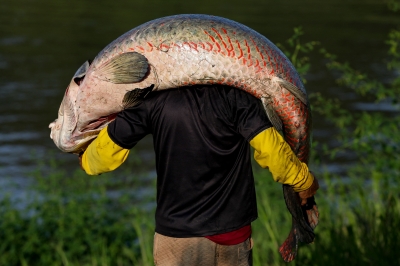 Pirarucu: Amazon’s giant air-breathing fish in poachers’ sights ...