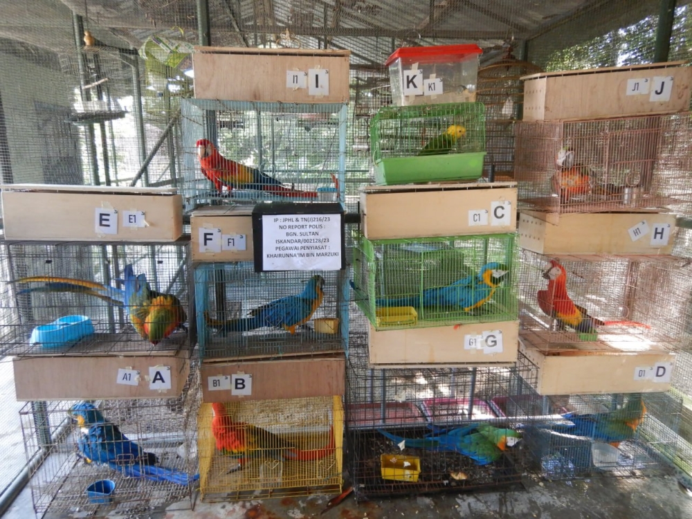 Some of the confiscated exotic birds taken from a 47-year-old Singaporean man at the Customs, Immigration and Quarantine Complex in Johor Baru, June 21, 2023 – Picture courtesy of the Johor Wildlife and National Parks Department (Perhilitan)