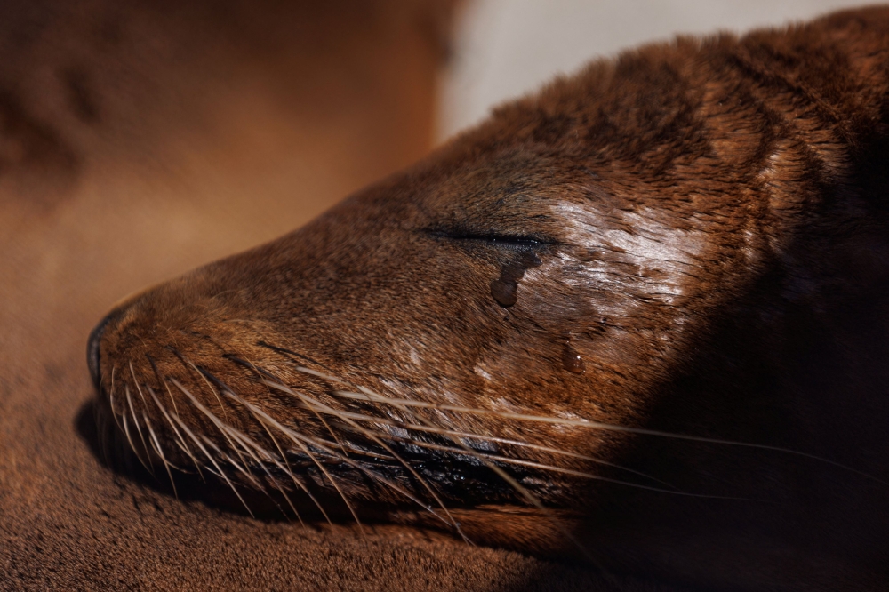 Seekor singa laut yang sakit ditunjukkan di Pusat Penjagaan Mamalia Marin, ketika ia pulih daripada alga toksik yang dipersalahkan kerana menyebabkan penyakit kepada singa laut dan ikan lumba-lumba di sepanjang pantai California Selatan, di San Pedro, California 23 Jun 2023. — Reuters pic
